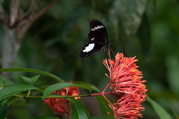 istock Papilio aegeus ssp. aegeus 1489601242