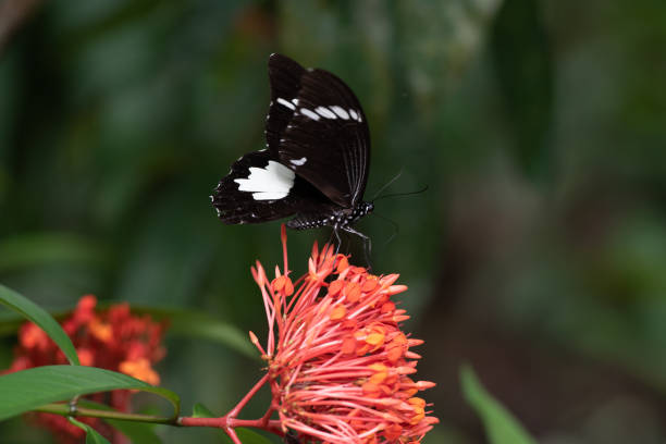 istock Papilio aegeus ssp. aegeus 1489601245
