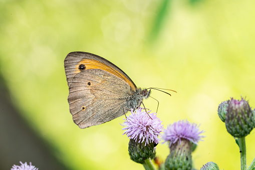 The meadow brown (Maniola jurtina) is a butterfly found in the Palearctic realm. Its range includes Europe south of 62°N, Russia eastwards to the Urals, Asia Minor, Iraq, Iran, North Africa and the Canary Islands. The larvae feed on grasses.\n\nThe meadow brown is a medium-sized butterfly with a wingspan of 40–50 mm. The upperside of the male is brown with a single orange spot on each forewing. The upperside of the female is more variable, but is usually brown with two or three orange spots on each forewing. The underside of both sexes is brown with a series of black spots.\n\nThe meadow brown is a common butterfly and can be found in a variety of habitats, including meadows, heaths, and woodlands. The adults fly from May to September.\n\nThe larvae of the meadow brown feed on grasses, including common bent (Agrostis capillaris), meadow foxtail (Alopecurus pratensis), and red fescue (Festuca rubra). The larvae overwinter and pupate in the spring.\n\nThe meadow brown is a relatively unthreatened species. However, it is declining in some areas due to habitat loss and fragmentation.
