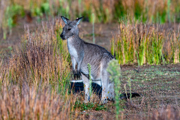 istock Eastern grey kangaroo Macropus giganteus 1489601395