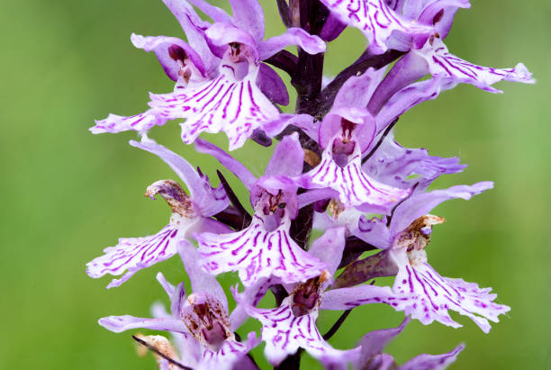 Common Spotted Orchid Dactylorhiza fuchsii stock photo