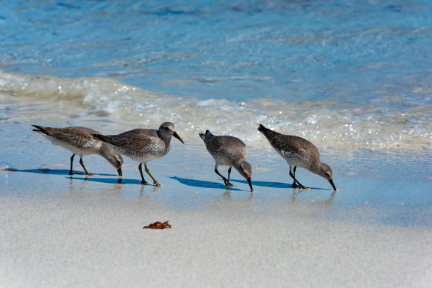 istock Red Knot Calidris canutus 1489602055
