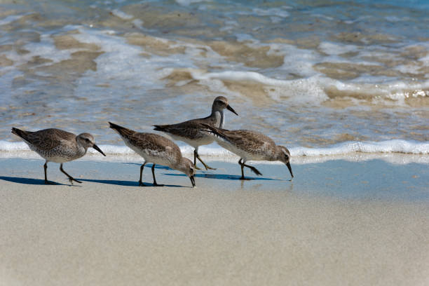 istock Red Knot Calidris canutus 1489602072