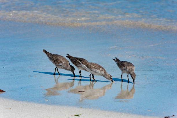 istock Red Knot Calidris canutus 1489602154