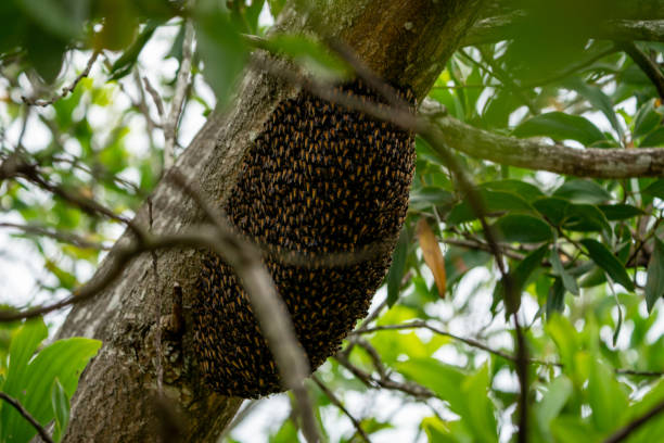 istock Giant Honey Bee Apis dorsata 1489602165