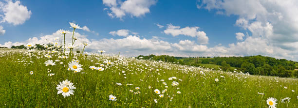 perfekte sommer-wiese - spring flower daisy field stock-fotos und bilder