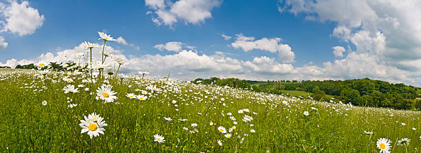 parfait été meadow - spring flower daisy field photos et images de collection