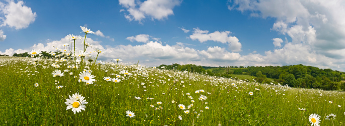Wild flowers and tall grasses swaying in the gentle warm breeze surrounded by rolling green landscape under big blue skies with white fluffy clouds. ProPhoto RGB for maximum color gamut and fidelity.