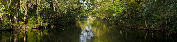 tranquilo bayou backwater - cypress swamp - fotografias e filmes do acervo