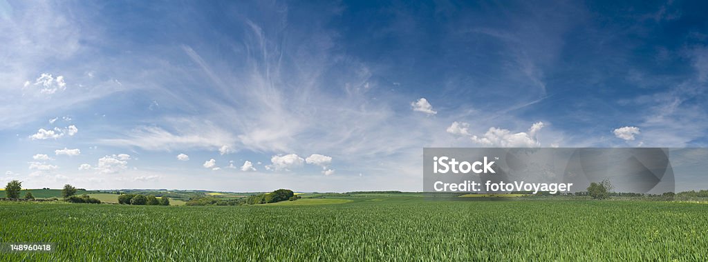 Big Himmel über grünen crop - Lizenzfrei Mais - Zea Stock-Foto