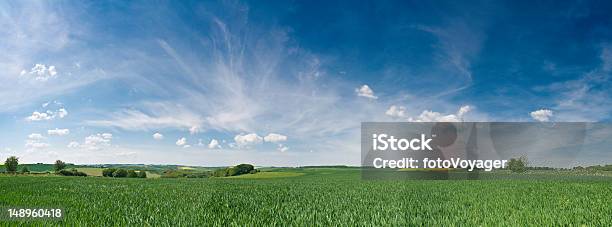 Gran Cielo Exuberante Cultivo Foto de stock y más banco de imágenes de Maíz - Zea - Maíz - Zea, Campo - Tierra cultivada, Cielo