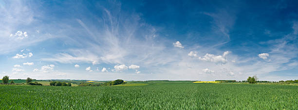 grande céu sobre a fantástica de recorte - homegrown produce wheat organic crop imagens e fotografias de stock