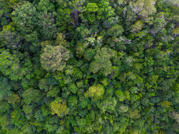istock Aerial view green tropical rain forest on mountain 1489608626