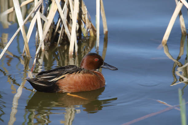 istock Cinnamon Teal (male) (anas cyanoptera) swimming among some cattails 1489610107