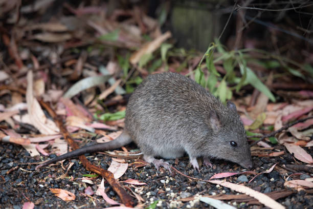 istock Long-nosed Potoroo Potorous tridactylus 1489610772