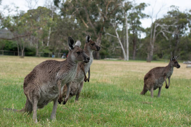 istock Grey Kangaroo Macropus giganteus Australia 1489610832