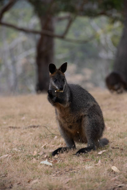 istock Swamp Wallaby Wallabia bicolor Australia 1489610896