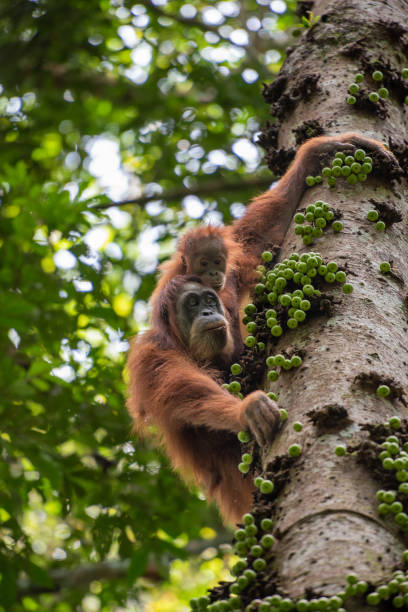 수마트라 오랑우탄 퐁고 아벨리 아기와 함께 있는 어머니 - young animal orangutan mother ape 뉴스 사진 이미지