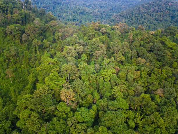 istock Aerial view green tropical rain forest on mountain 1489611807