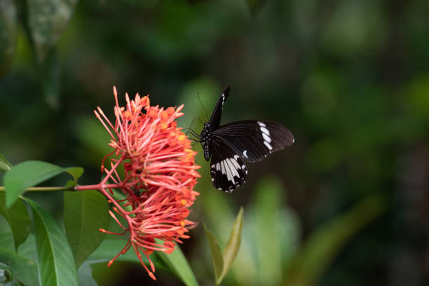 istock Papilio aegeus ssp. aegeus 1489611809