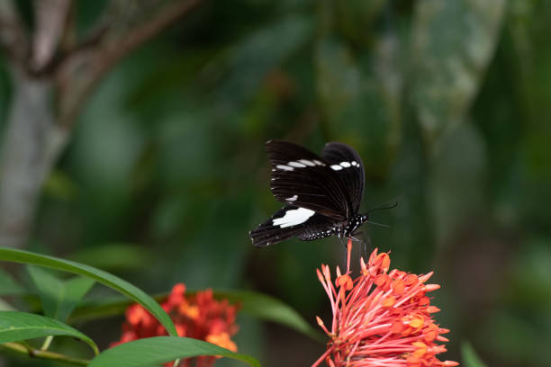 istock Papilio aegeus ssp. aegeus 1489611844