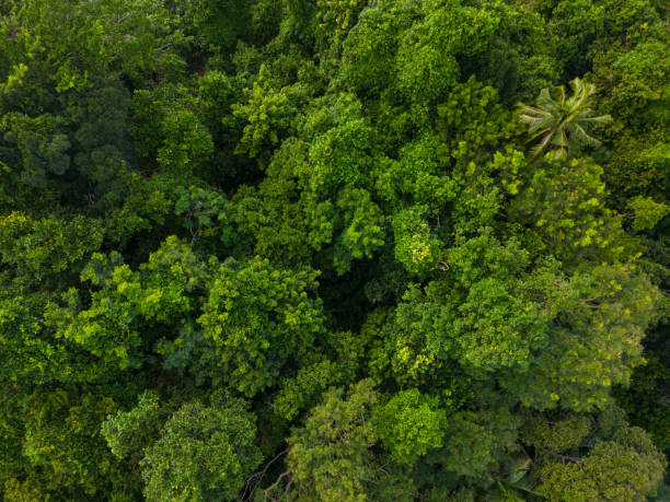 istock Aerial view green tropical rain forest on mountain 1489611851
