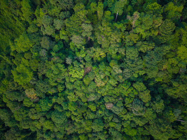 istock Aerial view green tropical rain forest on mountain 1489611861