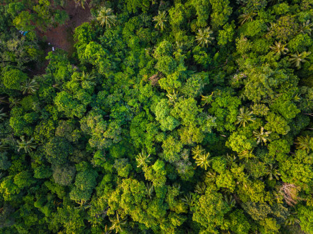 istock Aerial view green tropical rain forest on mountain 1489611943