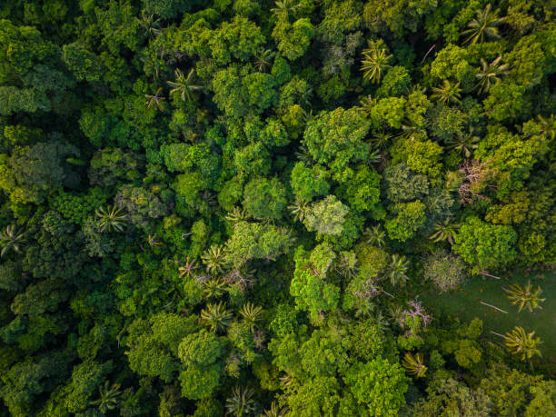 istock Aerial view green tropical rain forest on mountain 1489611948