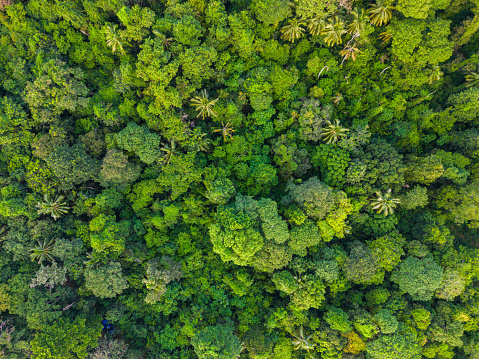 Aerial view green tropical rain forest on mountain green tree background