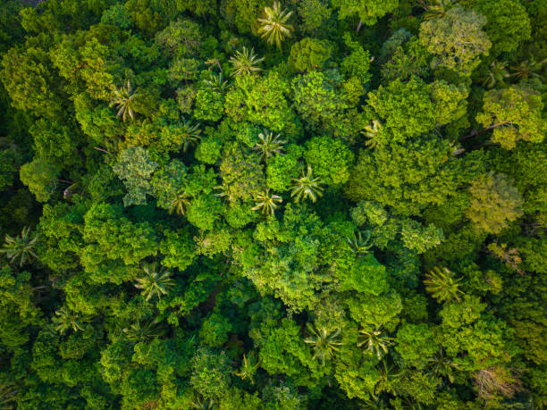 istock Aerial view green tropical rain forest on mountain 1489612009