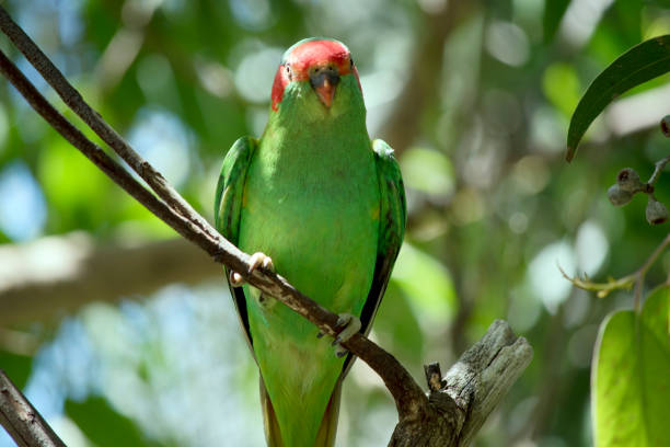 istock this a close up of a musk lorikeet 1489613871
