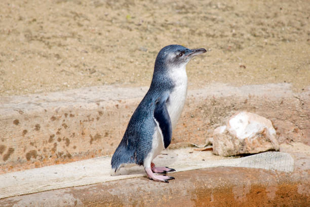 istock the fairy penguin is a black and white seabird that cannot fly 1489613920