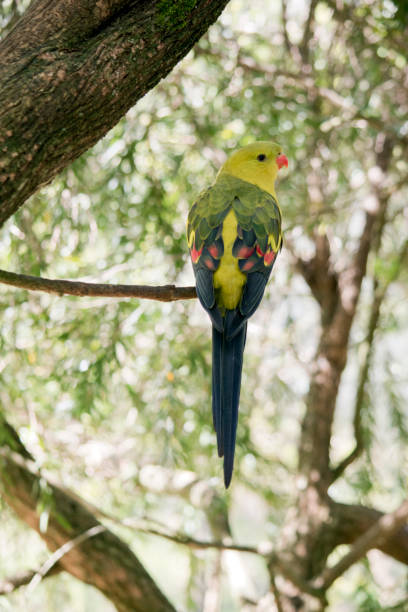 istock this is the back of a regent parrot perched on a tree 1489614335