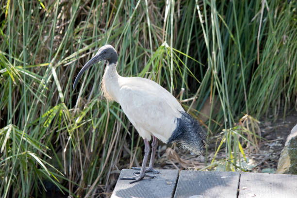 istock this is a side view of a white ibis 1489614361