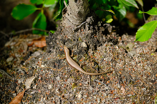 The coal skink was spotted in spring on the Teragadani Mountain near Nunobiki waterfall which is close to Shin-Kobe station.