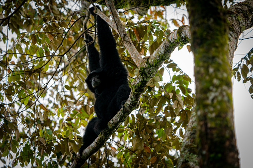 The image shows a Siamang (Symphalangus syndactylus), a species of arboreal ape native to the forests of Southeast Asia, perched on a tree branch. The Siamang is black in color and has a distinctive throat sac that it uses to produce loud and resonant calls. Its long arms and webbed fingers make it an expert climber and swinger. The Siamang is an important seed disperser and plays a key role in maintaining the health of its forest ecosystem.