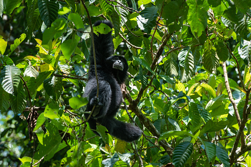 The image shows a Siamang (Symphalangus syndactylus), a species of arboreal ape native to the forests of Southeast Asia, perched on a tree branch. The Siamang is black in color and has a distinctive throat sac that it uses to produce loud and resonant calls. Its long arms and webbed fingers make it an expert climber and swinger. The Siamang is an important seed disperser and plays a key role in maintaining the health of its forest ecosystem.