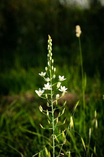 Ornithogalum pyramidale, commonly known as the star of Bethlehem, is a herbaceous perennial plant in the family Asparagaceae. It is native to Europe and Asia, and is naturalized in North America. The plant grows to a height of 30-120 cm, with a basal rosette of linear leaves. The flowers are white, star-shaped, and borne in a pyramidal raceme. The flowers bloom in June and July. The plant is poisonous, and should not be ingested.\n\nHere are some additional details about Ornithogalum pyramidale:\n\nThe plant is a bulb-forming perennial.\nThe leaves are linear, 8-15 mm wide, and 30-120 cm long.\nThe flowers are white, star-shaped, and 1-2 cm in diameter.\nThe flowers bloom in June and July.\nThe plant is poisonous, and should not be ingested.\nOrnithogalum pyramidale is a popular garden plant, and is often used in borders, rock gardens, and containers. The plant is easy to grow, and requires full sun to partial shade and well-drained soil. The plant is drought tolerant, and does not require regular watering. Ornithogalum pyramidale is propagated by seed or by division