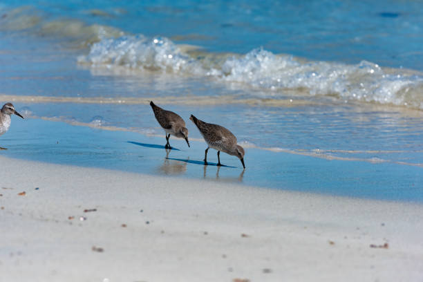 istock Red Knot Calidris canutus 1489617052