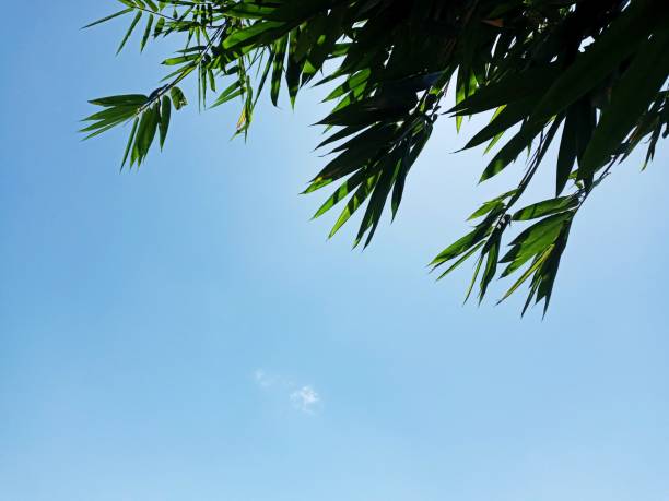 Silhouettes of Bamboo Tree with Blue Sky Background