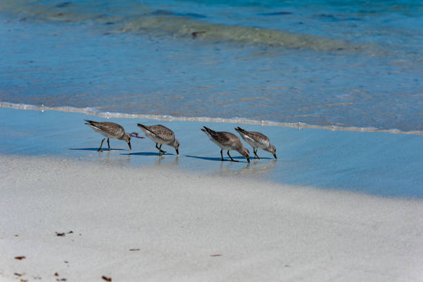 istock Red Knot Calidris canutus 1489617122