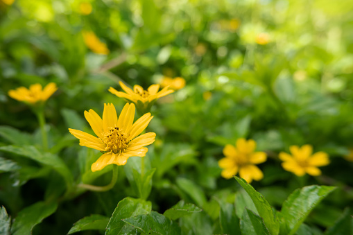 selective focus on Yellow flowers of lance-leaved coreopsis (Coreopsis lanceolata) with sun glare effect. soft focus