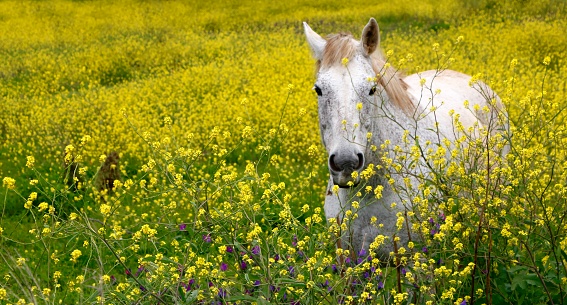 A white horse enjoys the return of spring to the pasture grazing among the yellow flowers