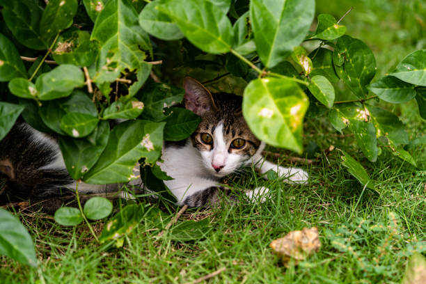 A cat hiding in the bush stock photo