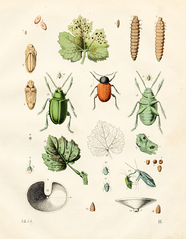 Cottonwood leaf beetles, bark lice, grape rootworm, grapevine flea beetle color plate illustration 1855