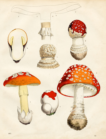 mushrooms: field mushroom, orange mushroom, fly agaric, champignon, amanita color plate illustration 1855