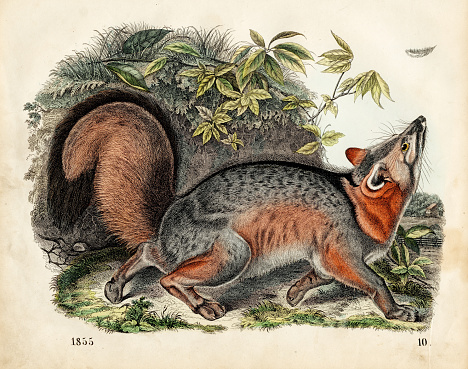 The Virginian or gray fox color plate illustration 1855
