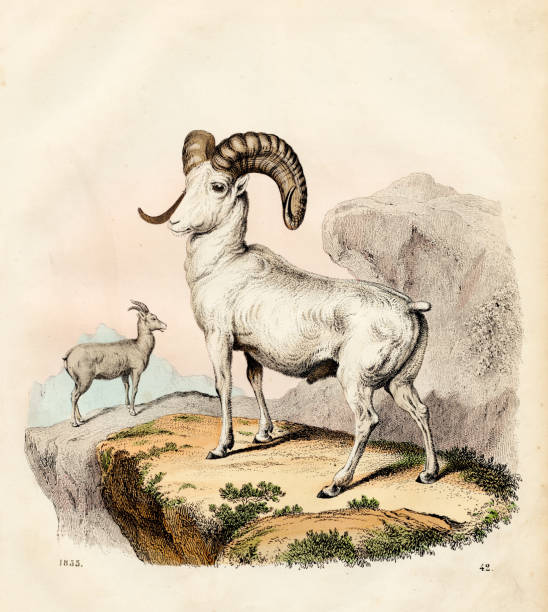 Mountain sheep color plate illustration 1855