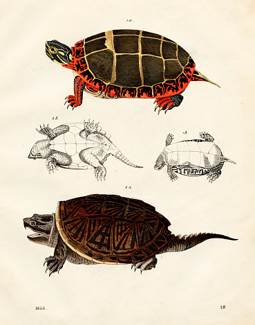 Swamp turtles: painted turtle, snapping turtle color plate illustration 1855